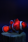 Trapper Studio Clownfish Pipe & Stand