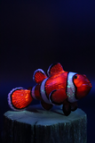 Trapper Studio Clownfish Pipe & Stand